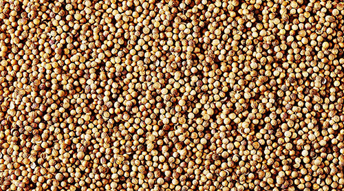 Coriander